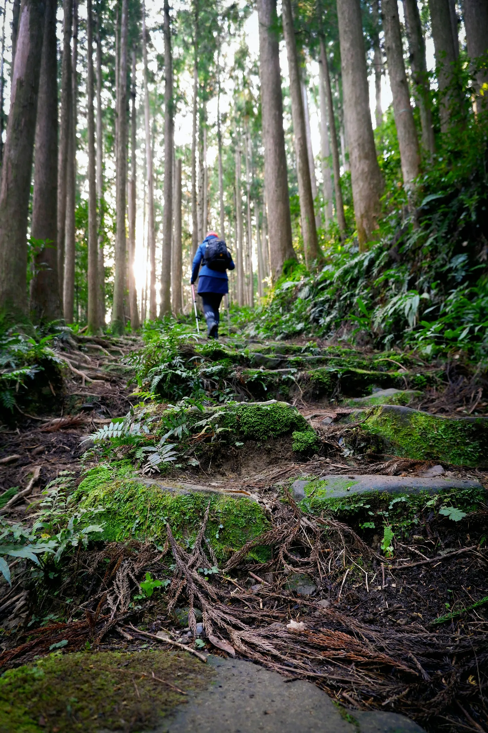 A walker in a blue jacket on the forested Nakahechi trail of the Kumano Kodo, Wakayama
