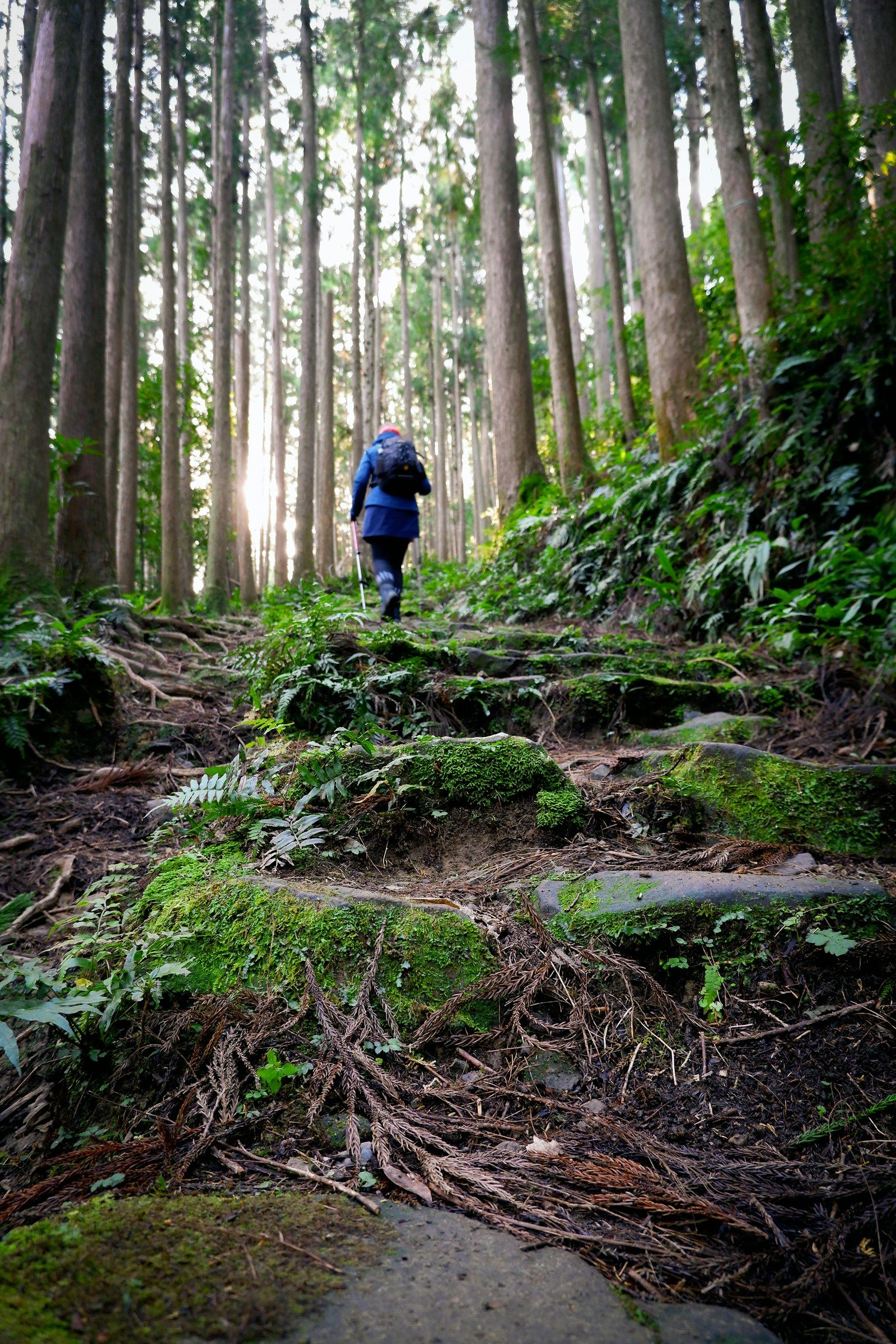 A walker in a blue jacket on the forested Nakahechi trail of the Kumano Kodo, Wakayama