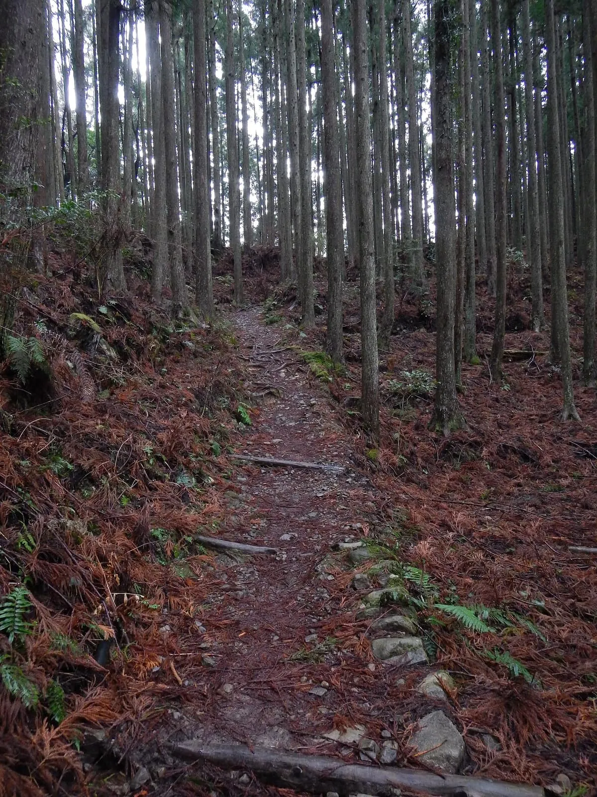 The rooty, stony surface of the Nakahechi trail climbing through a cedar forest