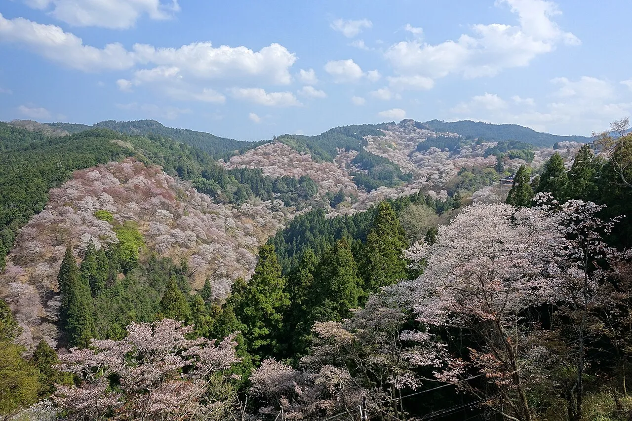 A wide spring view of Mount Yoshino's hillsides blanketed in pink and white cherry blossoms, Nara