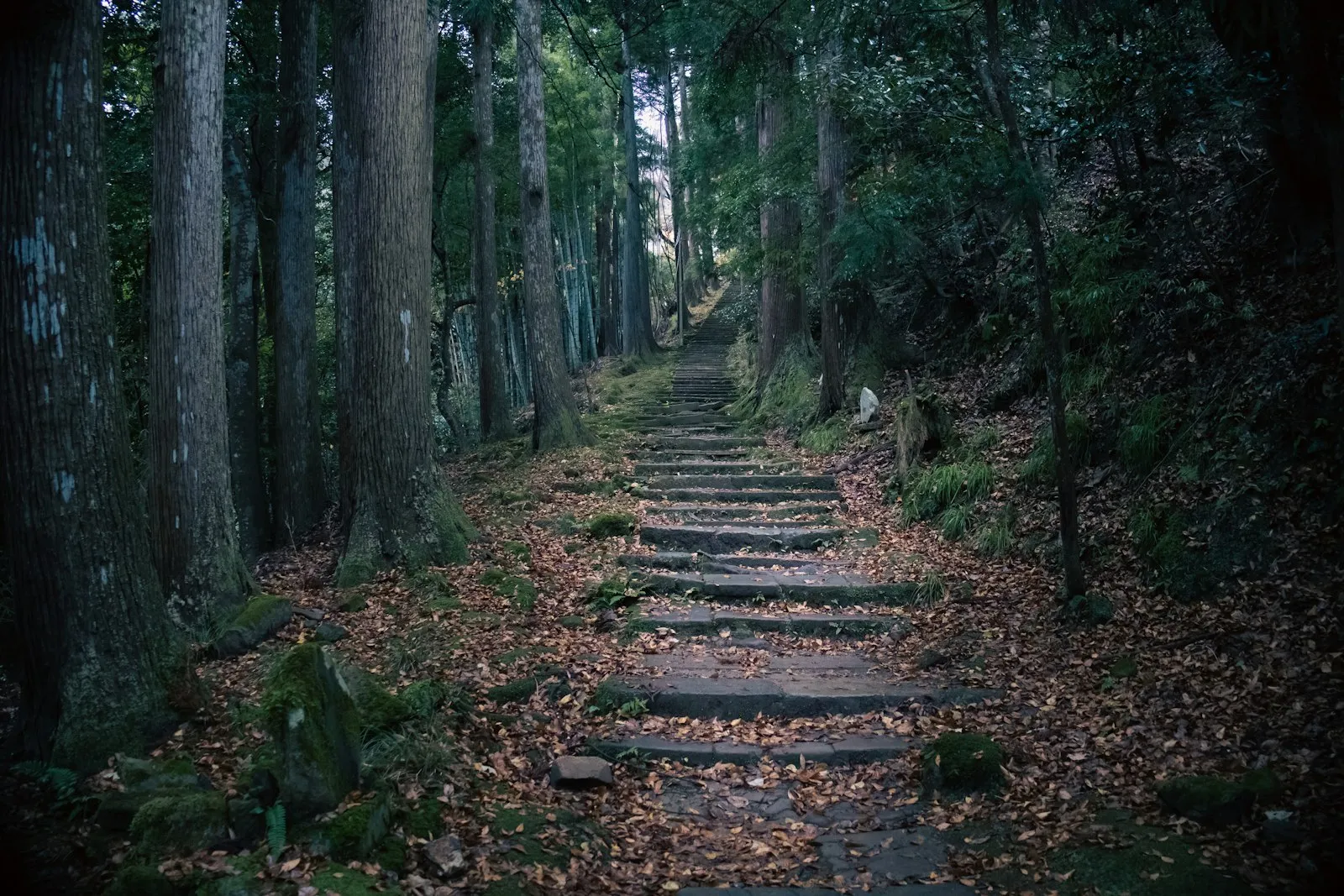 Stone steps climbing through a misty forest near Kinosaki Onsen